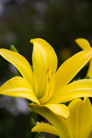 pistil in the airの写真素材