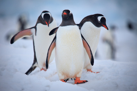 Three penguinsの写真素材