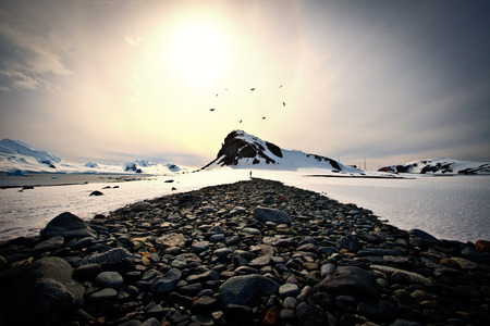 Antarctic Birdsの写真素材