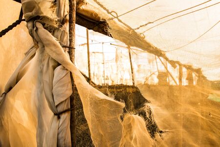 Banana plantationの写真素材