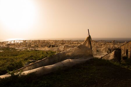 Banana plantationの写真素材