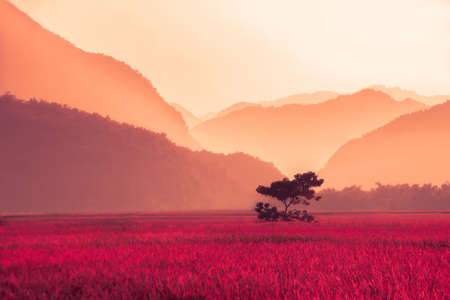 Paddy fieldの写真素材