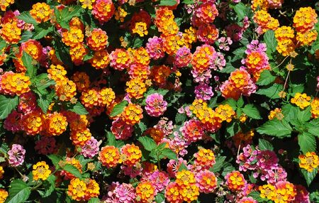 spring bloomの写真素材