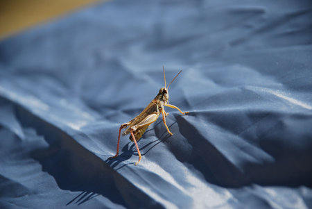 visitorの写真素材