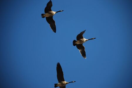 geese in flightの写真素材