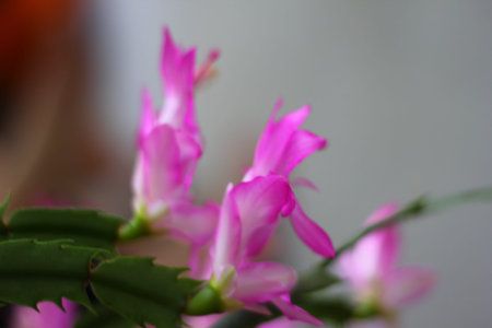 Colorful Flowers of a Christmas Plantの写真素材