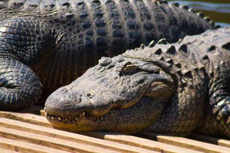 Resting Alligators in an Enclosureの写真素材
