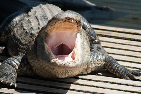 Resting Alligators in an Enclosureの写真素材