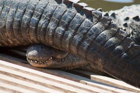 Resting Alligators in an Enclosureの写真素材