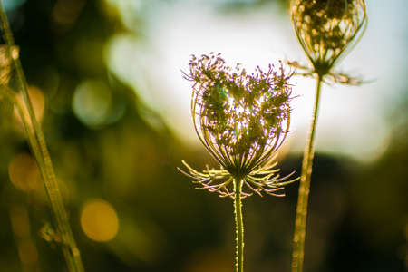 Flowersの写真素材