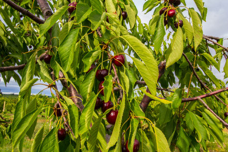 Orchards in Michigan's Lower Peninsula