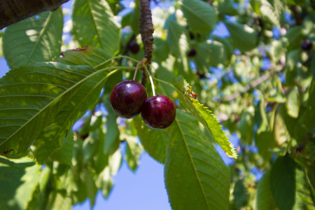Orchards in Michigan's Lower Peninsula
