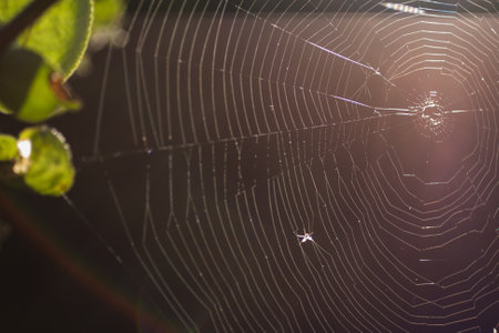 Orchards in Michigan's Lower Peninsulaの写真素材