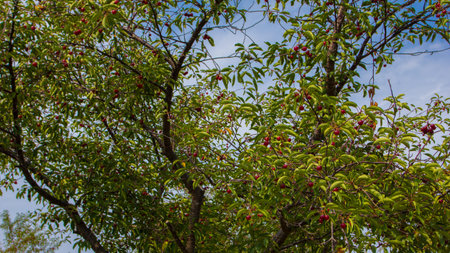 Orchards in Michigan's Lower Peninsulaの写真素材