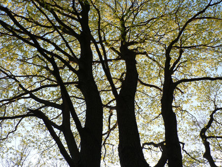 Shallenberger State Nature Preserve, Lancaster, Ohio