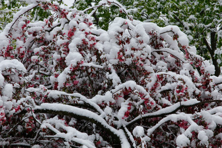 Trees Covered with Snow in Winter