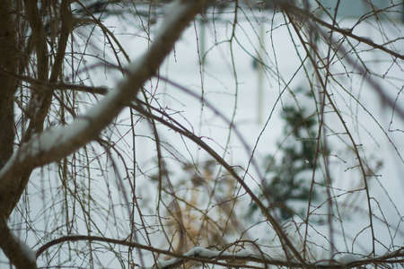 Trees Covered with Snow in Winterの写真素材