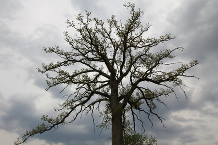 Lone Tree at Glacier Ridge Metro Park, Dublin, Ohio