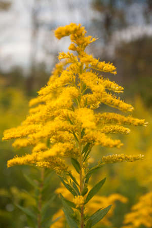 Prairie Oaks Metro Park, Ohioの写真素材