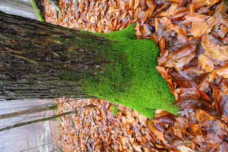 Moss-covered Tree with Fallen Leaves