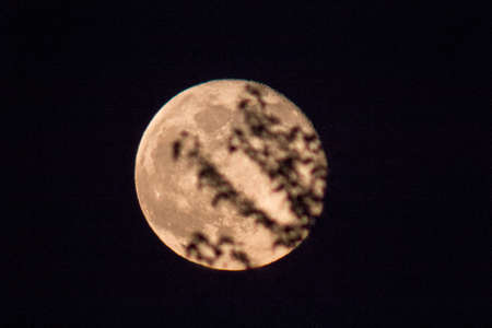 The Moon with Branches of a Treeの写真素材