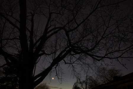 The Moon with Branches of a Tree
