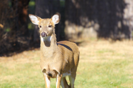Deer in a Suburban Environmentの写真素材
