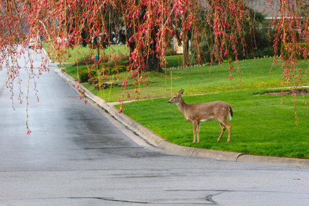 Deer in a Suburban Environmentの写真素材