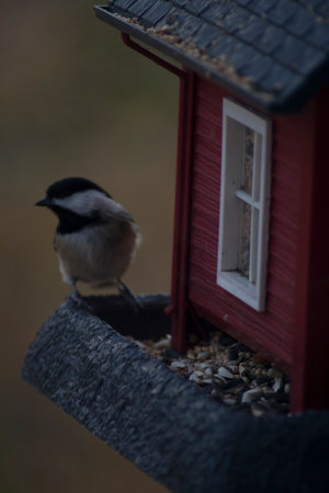 Birds Feeding at a Bird Feederの写真素材