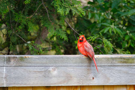 Northern Cardinal (Cardinalis cardinalis) Birdsの写真素材