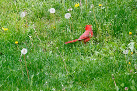 Northern Cardinal (Cardinalis cardinalis) Birdsの写真素材