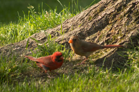 Northern Cardinal (Cardinalis cardinalis) Birdsの写真素材