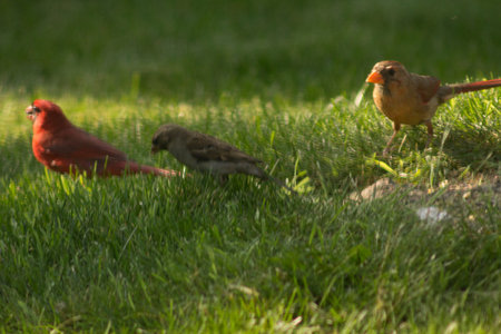 Northern Cardinal (Cardinalis cardinalis) Birdsの写真素材