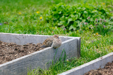 Mourning Dove (Zenaida macroura) on a Raised Bedの写真素材