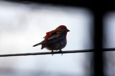 House Finch (Haemorhous mexicanus) Birds