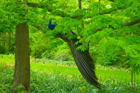 Indian Peafowl (Pavo cristatus) Maleの写真素材