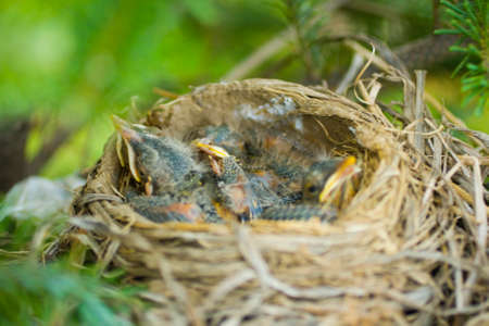 American Robin (Turdus migratorius) Birdsの写真素材
