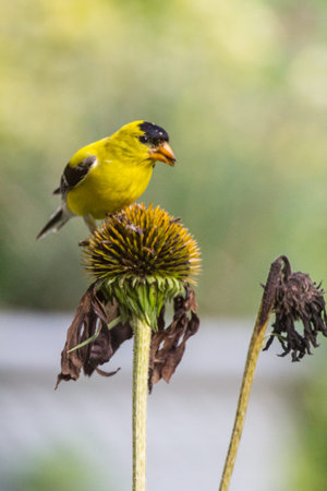 American Goldfinch (Spinus tristis) Viewed Closeup