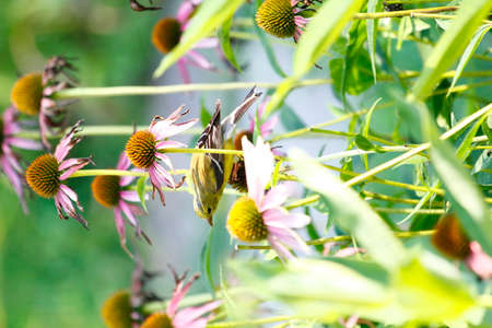American Goldfinch (Spinus tristis) on Coneflowersの写真素材