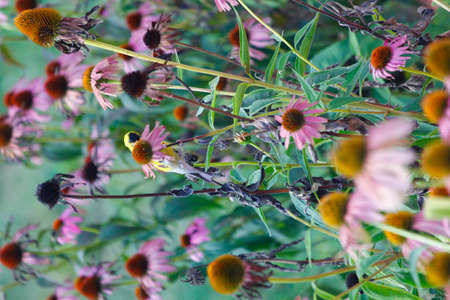 American Goldfinch (Spinus tristis) on Coneflowersの写真素材