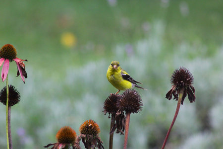 American Goldfinch (Spinus tristis) on Coneflowers