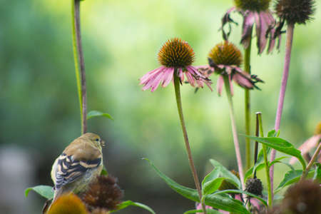American Goldfinch (Spinus tristis) on Coneflowersの写真素材