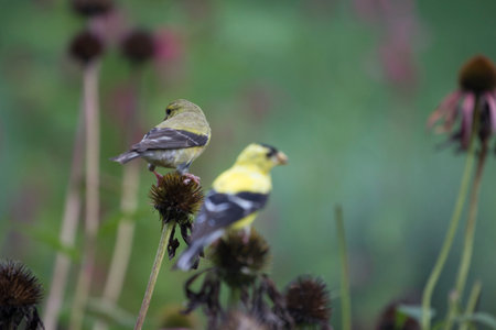 American Goldfinch (Spinus tristis) on Coneflowersの写真素材