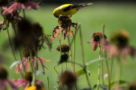 American Goldfinch (Spinus tristis) on Coneflowers