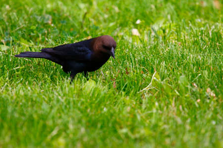Brown-headed Cowbirdの写真素材