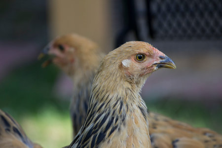 Backyard Chickens in a Suburban Environment