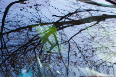 Tree Reflection on a Car Windshieldの写真素材