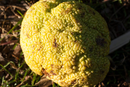 Upclose View of an Osage Orange