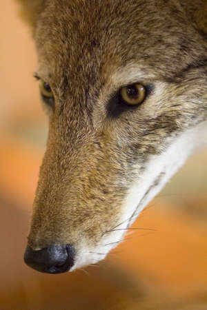 Closeup View of a Coyote (Canis latrans)の写真素材