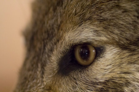 Closeup View of a Coyote (Canis latrans)の写真素材